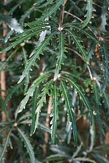 <i>Plerandra elegantissima</i> Species of tree