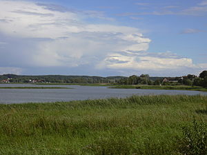 Paisaje de juncos cerca de Balm