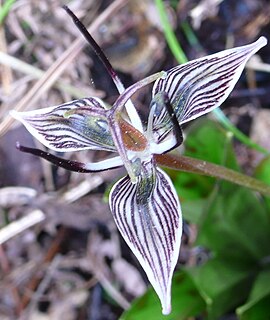 <i>Scoliopus</i> Genus of plants