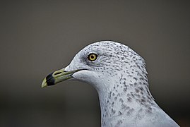 Seagull, close up
