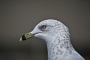 Seagull close-up (48837310023).jpg