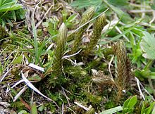 About 1600 metres above sea-level, Rax, Austria Selaginella selaginoides at Rax.jpg