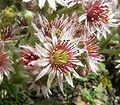 Sempervivum arvernense