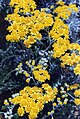 Senecio cineraria