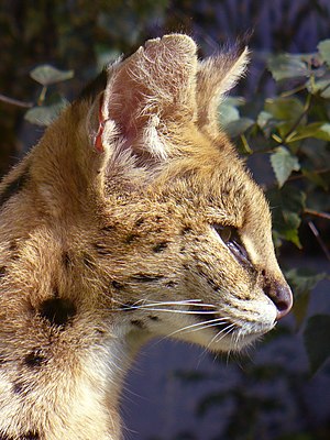 Serval (Leptailurus serval) in zoo Opole (Upper Silesia)/ Serval (Leptailurus serval) in Tiergarten in Oppeln (Oberschlesien)