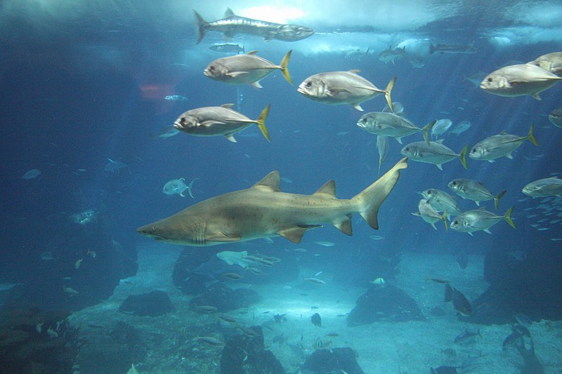 File:Shark (3813599935).jpg