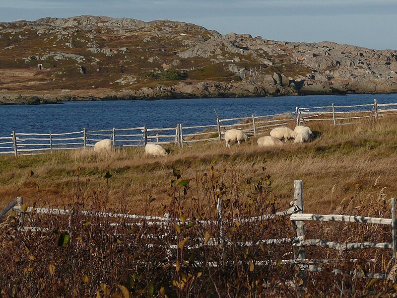 File:Sheep Sandy Cove.jpg