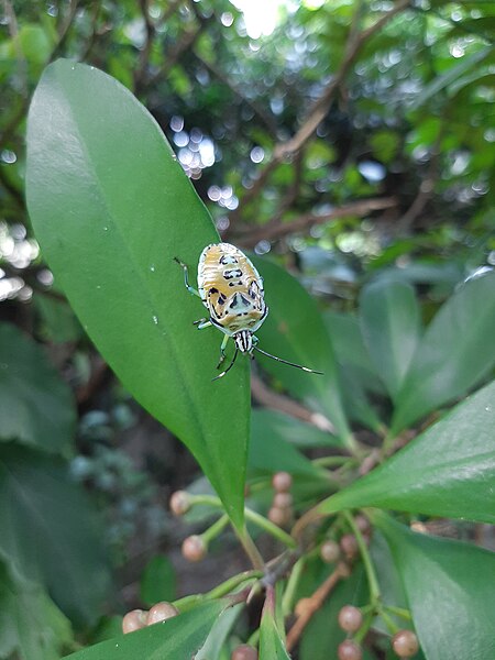 File:Shield Bug "Alitanglaw" (Pentatoma viridis) 2.jpg