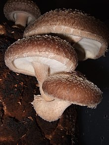 shiitake mushroom from post: 40 edible mushrooms