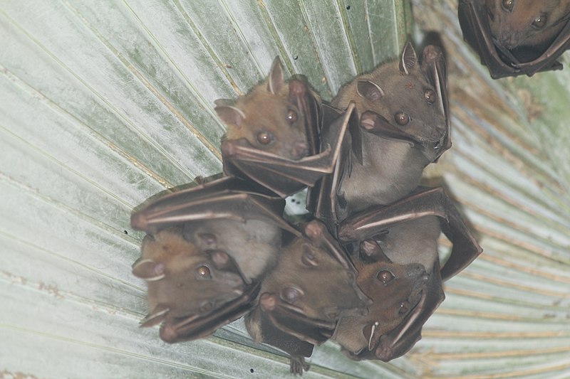 File:Short-nosed Indian Fruit Bat (Cynopterus sphinx) -2.jpg
