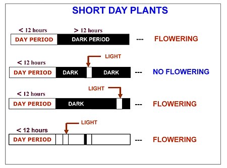 Fail:Short_Day_Plants.jpg