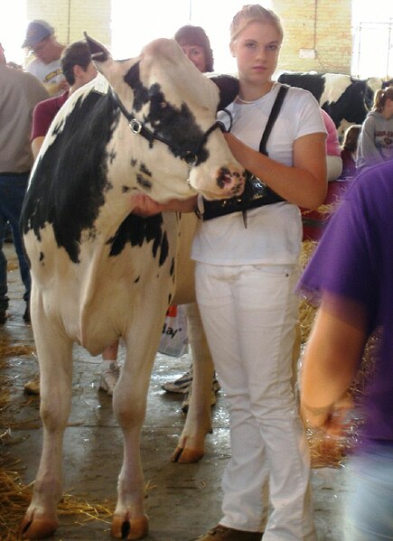 File:Showing Holstein cow-Minnesota.jpg