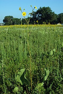 <i>Silphium terebinthinaceum</i> Species of flowering plant