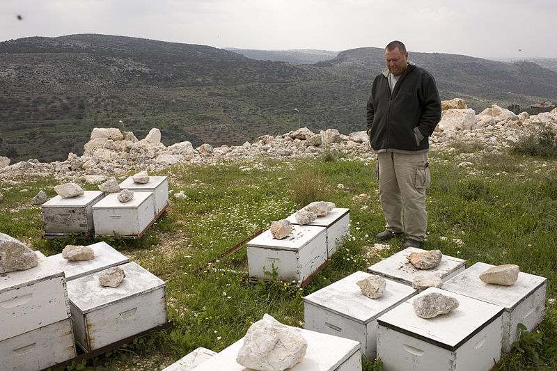 File:Simon Beehives at Galilee.jpg