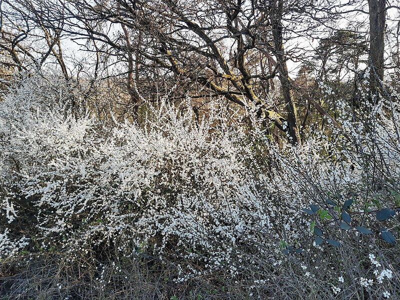 File:Sloes next to forest, Ehrenbach.jpg