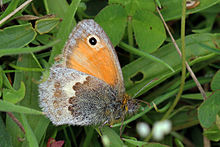Small heath Small heath butterfly (Coenonympha pamphilus).jpg