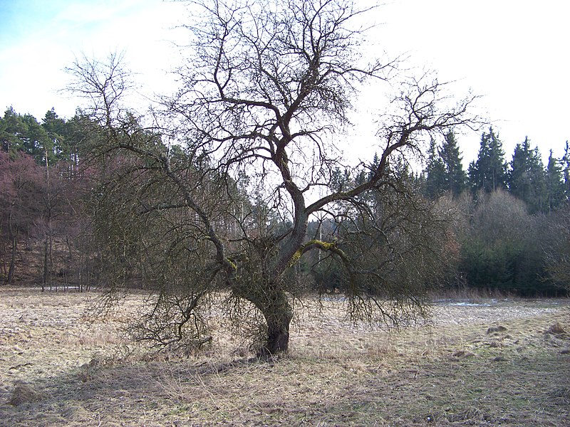 File:Smolotely, Plaňanka, strom.jpg