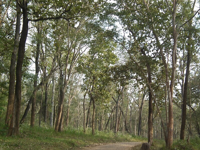 File:Snap during safari in Wayanad Wildlife Sanctuary 9847.JPG