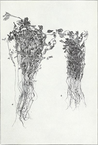 File:Soil inoculation for legumes; with reports upon the successful use of artificial cultures by practical farmers (1905) (14596505720).jpg