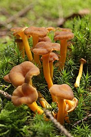 Craterellus tubaeformis, la Chanterelle en tube.