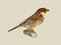Sparrow, Somali Passer castanopterus