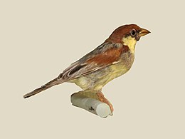 Somali Sparrow specimen RWD.jpg