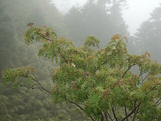 <i>Sorbus randaiensis</i> Species of plant