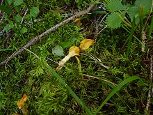 Fruit bodies growing in moss. Found in coniferous forest, Dospat region, Bulgaria Spathularia flavida.jpg