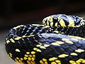 Serpente fotografada em Viçosa, Minas Gerais.