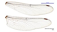 Male wings