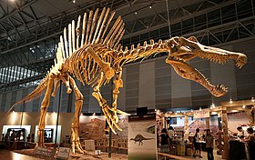 Spinosaurus skeleton.jpg