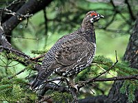 Grouse, Spruce Falcipennis canadensis
