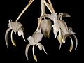 Stanhopea candida