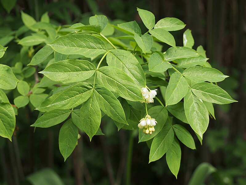 File:Staphylea pinnata Kłokoczka południowa 2022-05-03 01.jpg