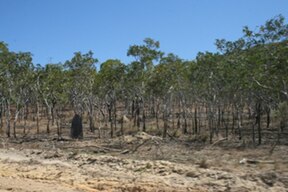 Starcke-national-park-cape-york-queensland-australia.JPG