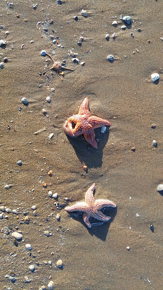 File:Starfish I (32311543386).jpg