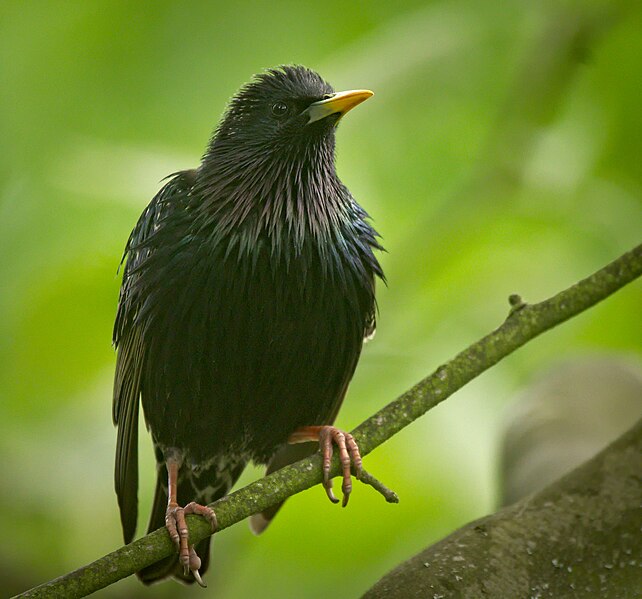 File:Starling (52340410411).jpg