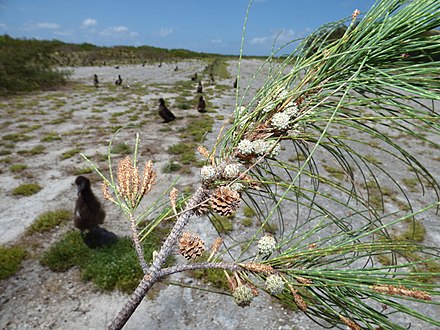 Casuarina equisetifolia male and female flowers and cones