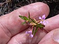 Starr 030628-0039 Lythrum maritimum.jpg