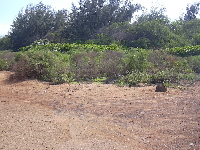 File:Starr 040125-0094 Chenopodium oahuense.jpg