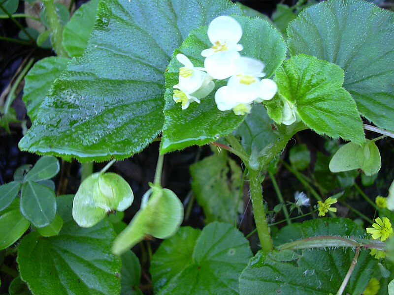 File:Starr 040209-0068 Begonia hirtella.jpg