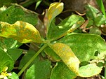 Puccinia oxalidis on leaves of Oxalis debilis var. corymbosa (Location: Maui, Makawao) Starr 080429-8902 Oxalis debilis var. corymbosa.jpg