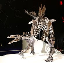 Stegosaurus (Natural History Museum, Lontoo) .jpg