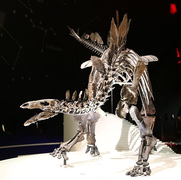 File:Stegosaurus (Natural History Museum, London).jpg