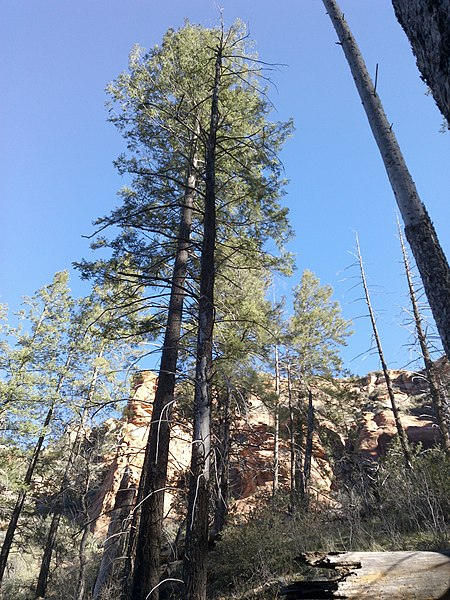 File:Sterling Pass Trail To Vultee Arch Trail, Sedona, Arizona, Coconino County - panoramio (100).jpg