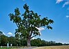 Stieleiche (Quercus robur) bei Obersunzing 2022-08-02.jpg