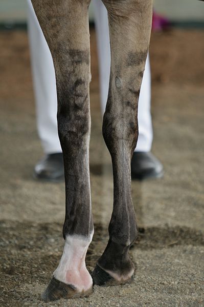 File:Stipe-leg-pattern-on-domestic-horse-IMG 0214.jpg