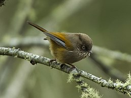 Фульвета тайванська (Fulvetta formosana)