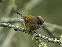 Taiwanfulvetta