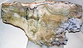 Stromatolite (Strelley Pool Formation, Paleoarchean, 3.35-3.46 Ga; East Strelley Greenstone Belt, Pilbara Craton, Western Australia) 2 (17186345399).jpg